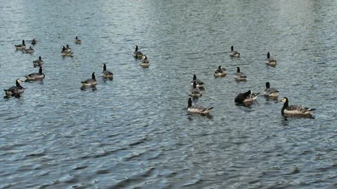 Barnacle geese on a lake Stock Footage 202631255