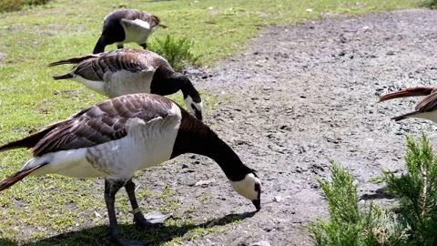 Barnacle Geese on the Meadow Stock Footage 293179908