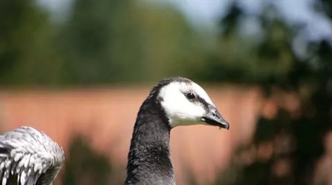 Barnacle Geese - medium close up Stock Footage 11527457