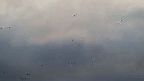 Barnacle geese migration flock gathering in Konnunsuo Lappeenranta, Finland Stock Footage 116467166