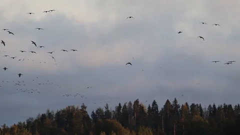 Barnacle geese migration flock gathering in Konnunsuo Lappeenranta, Finland Stock Footage 116467188
