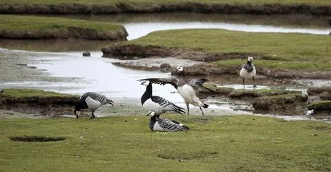 Barnacle geese Stock Photos