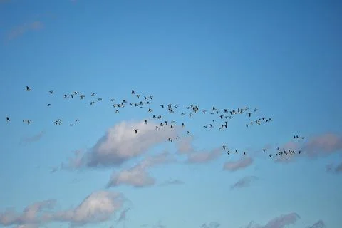 Barnacle geese. Stock Photos