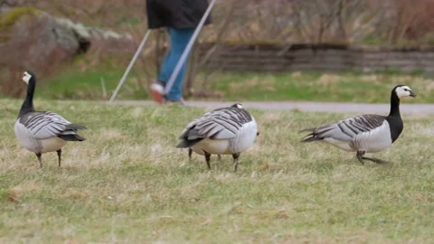 The barnacle geese in the public park in Espoo, Finland Stock Footage 154236802