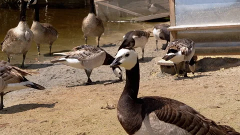 Barnacle Geese by River Stock Footage 293231688