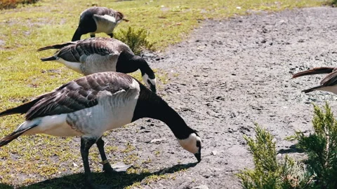 Barnacle Geese on the Shore Stock Footage 293220929