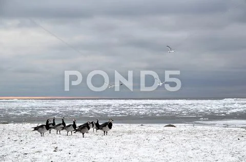 Barnacle geese in winter Stock Photos