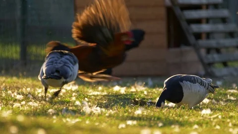 Barnacle goose (Branta leucopsis) chasing away other birds Video stock 104458581