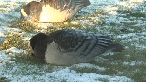 Barnacle goose (Branta leucopsis) Stock Footage 107765354