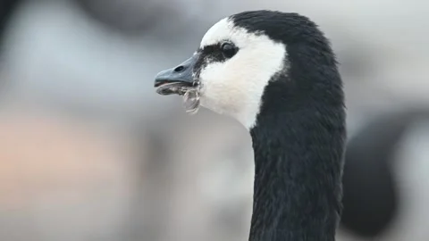 Barnacle goose face in extreme close up, natural honking sound Stock Footage 331747699