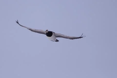 Barnacle goose in flight Stock Photos