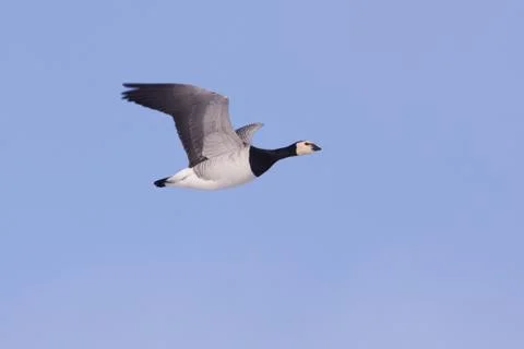 Barnacle goose in flight Stock Photos