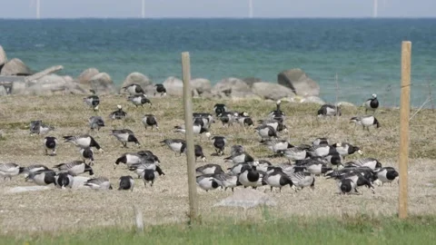 Barnacle Goose Flock at the Coast of Baltic Sea, Oland Island, Sweden Stock Footage 235913027