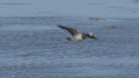 Barnacle goose Stock Footage 8215573