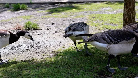 Barnacle Goose Grazing Stock Footage 293209736