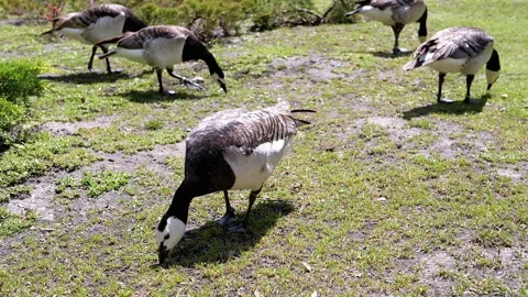 Barnacle Goose Grazing on Meadow Stock Footage 293230812