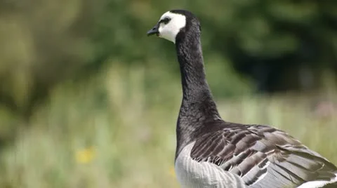 Barnacle Goose - Medium close up Stock Footage 11527471