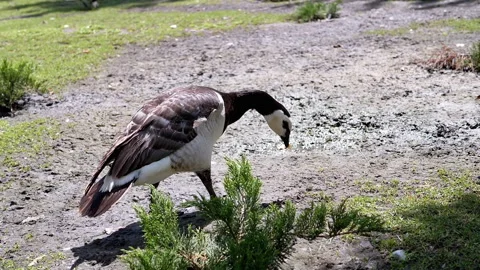 Barnacle Goose Pecking Stock Footage 293213988