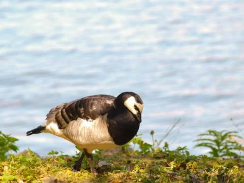 Barnacle goose Stock Photos