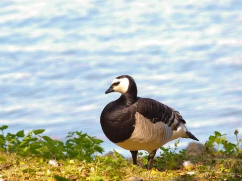 Barnacle goose Foto stock