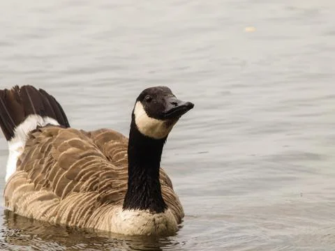 Barnacle goose Stock Photos