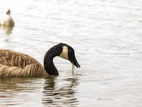 Barnacle goose Stock Photos