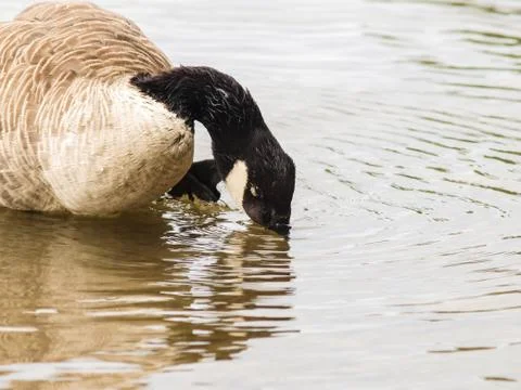 Barnacle goose Stock Photos