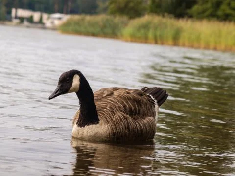 Barnacle goose Stock Photos