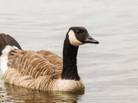 Barnacle goose Stock Photos