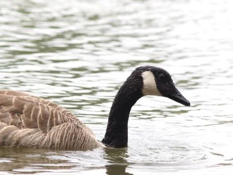 Barnacle goose Stock-Fotos