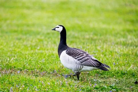 Barnacle Goose Foto stock