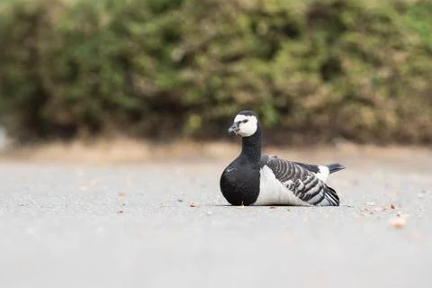An Barnacle goose Stock Photos