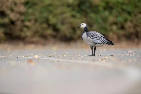 An Barnacle goose Foto stock