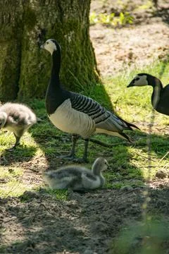 Barnacle goose Stock Photos