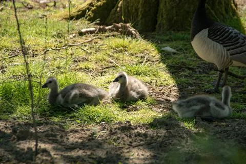 Barnacle goose Stock Photos