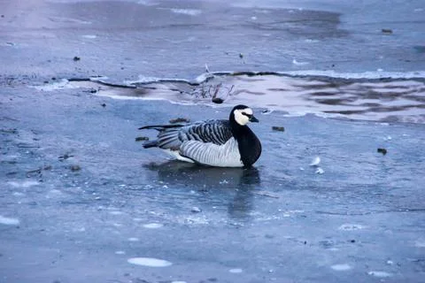 Barnacle goose Stock Photos