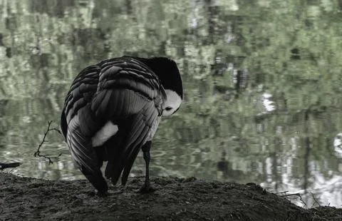A barnacle goose Stock Photos