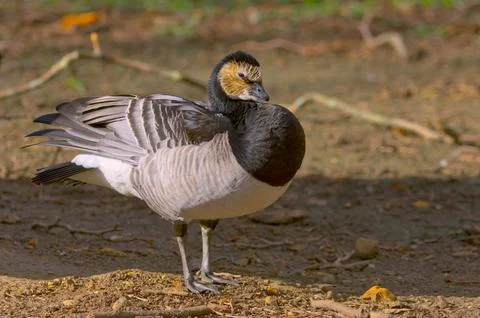 Barnacle Goose Stock Photos