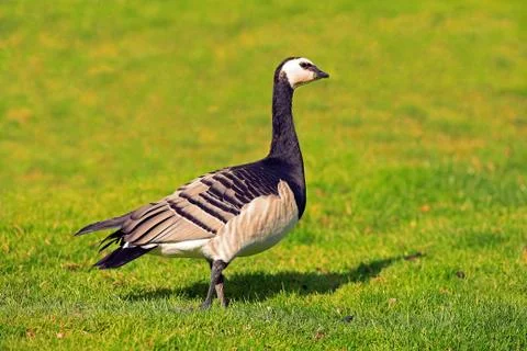 Barnacle goose in profile Stock-Fotos
