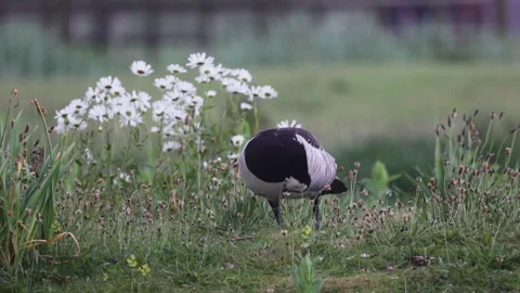 A barnacle goose stands gracefully in a meadow surrounded by wildflowers Stock Footage 295478681