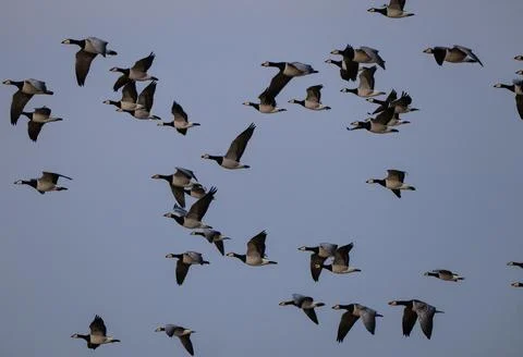 Barnacle goose while grazing before hike south Stock Photos