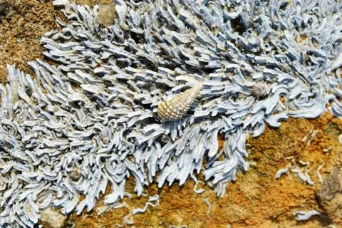 Barnacle group on the beach close up Stock Photos