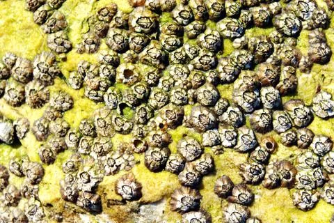Barnacle group on the beach close up Stock Photos