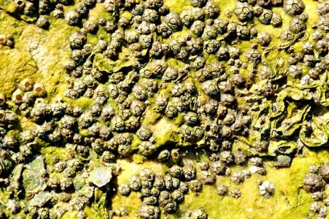 Barnacle group on the beach close up Stock Photos