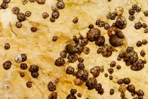 Barnacle group on the beach close up Stock Photos