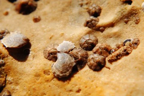 Barnacle group on the beach close up Stock Photos