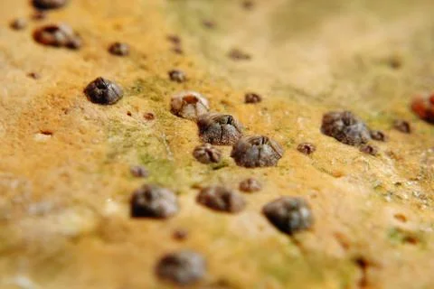Barnacle group on the beach close up Stock Photos