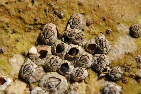 Barnacle group on the beach close up Stock Photos