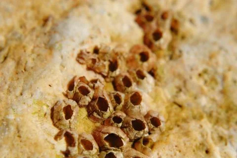 Barnacle group on the beach close up Stock Photos