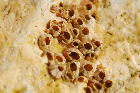 Barnacle group on the beach close up Stock Photos